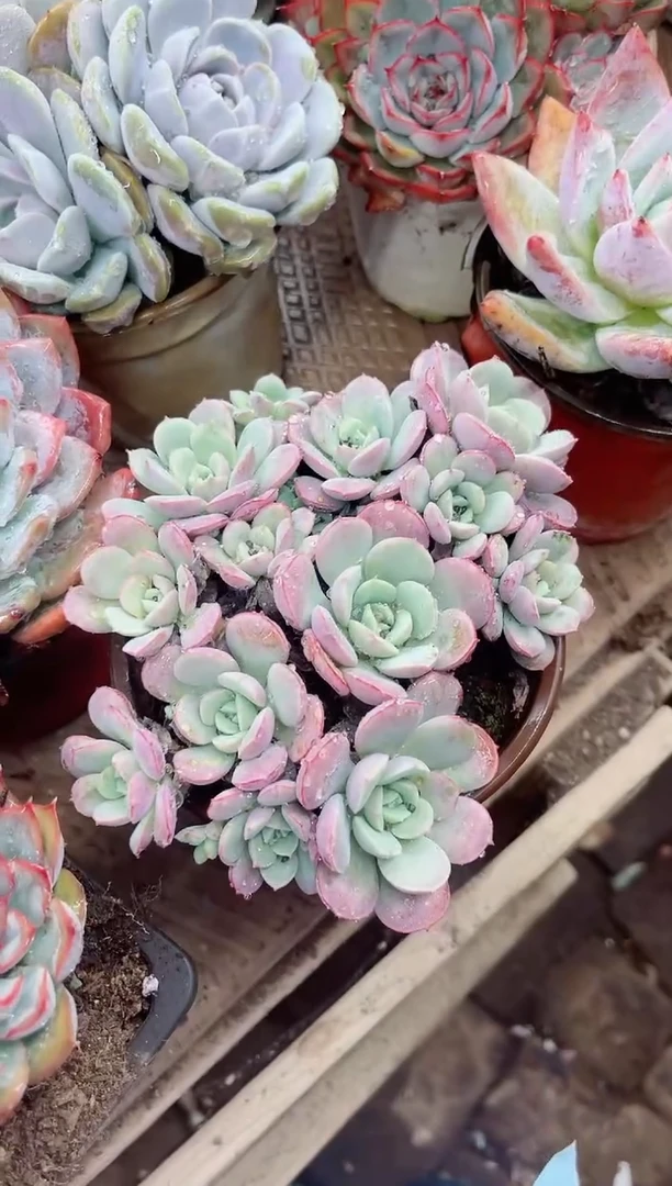 林*18045多肉植物一物一拍