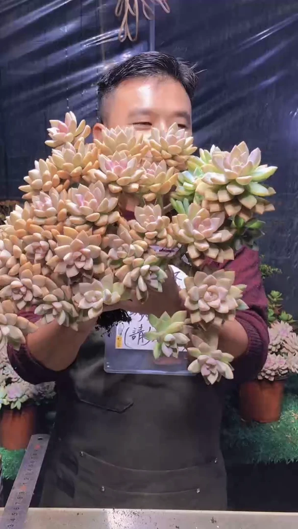 169淡雪缀化（一物一拍）