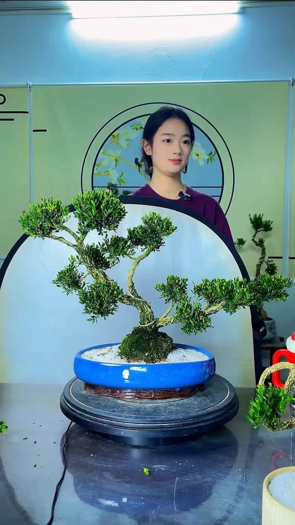 完全开放广东皱皮雀舌黄杨高端盆景