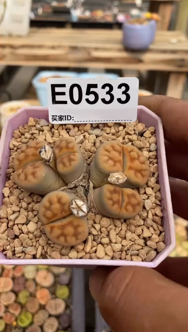 0533直播一物一拍