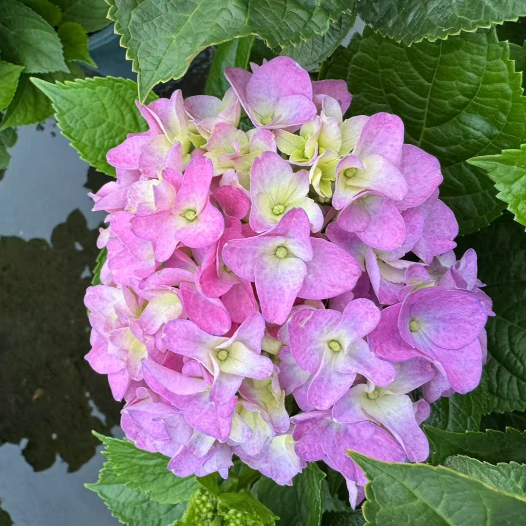 沉香  2加（李）  后期会变色 带花苞发货绣球