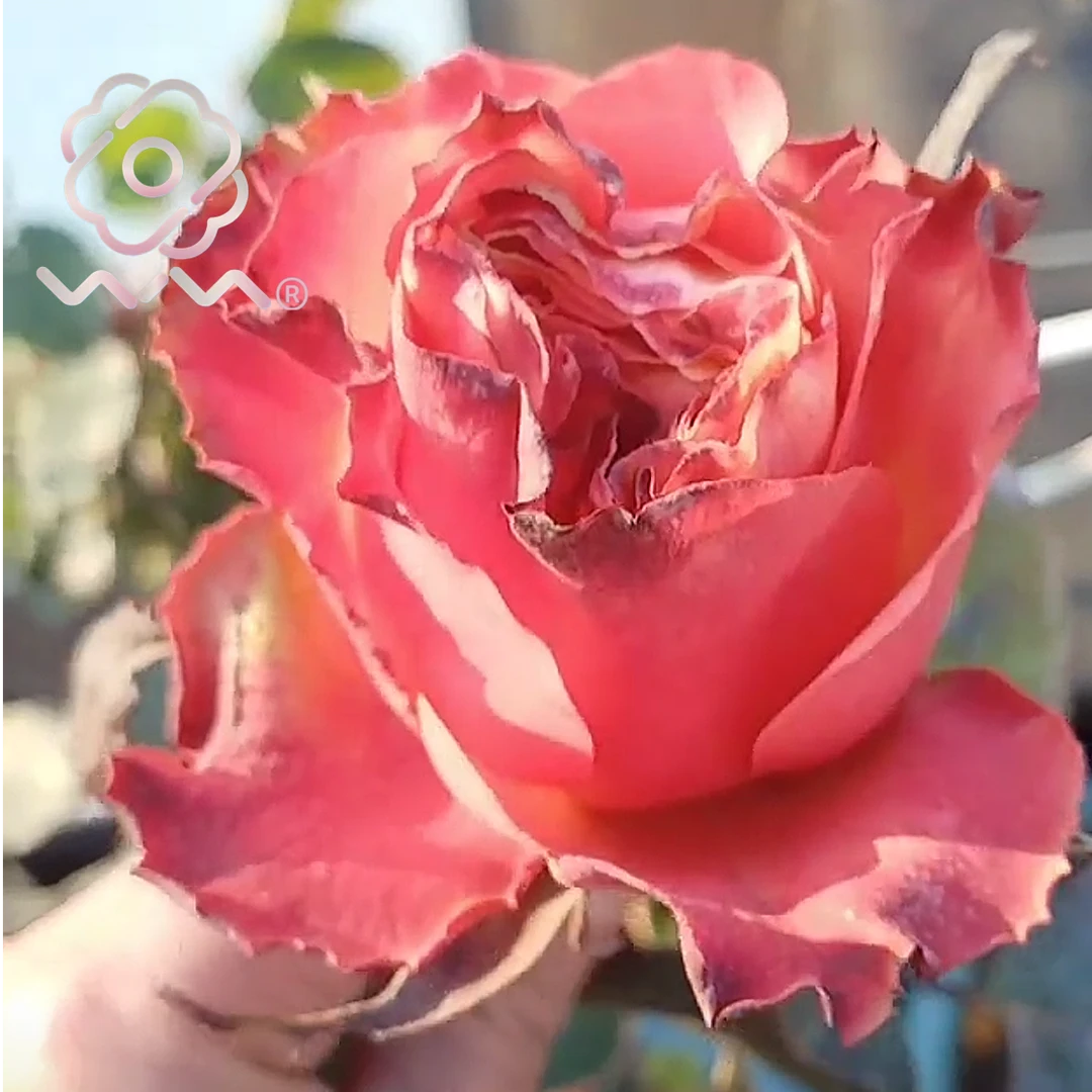 老磨盘【牙买加】月季