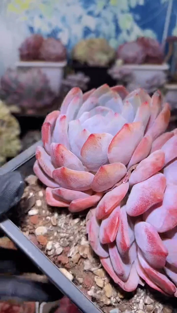 【闪购商品】041包包橙