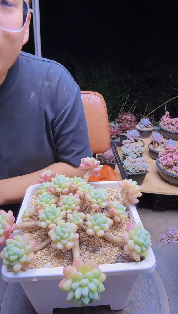 鱼子酱一物一拍28.88