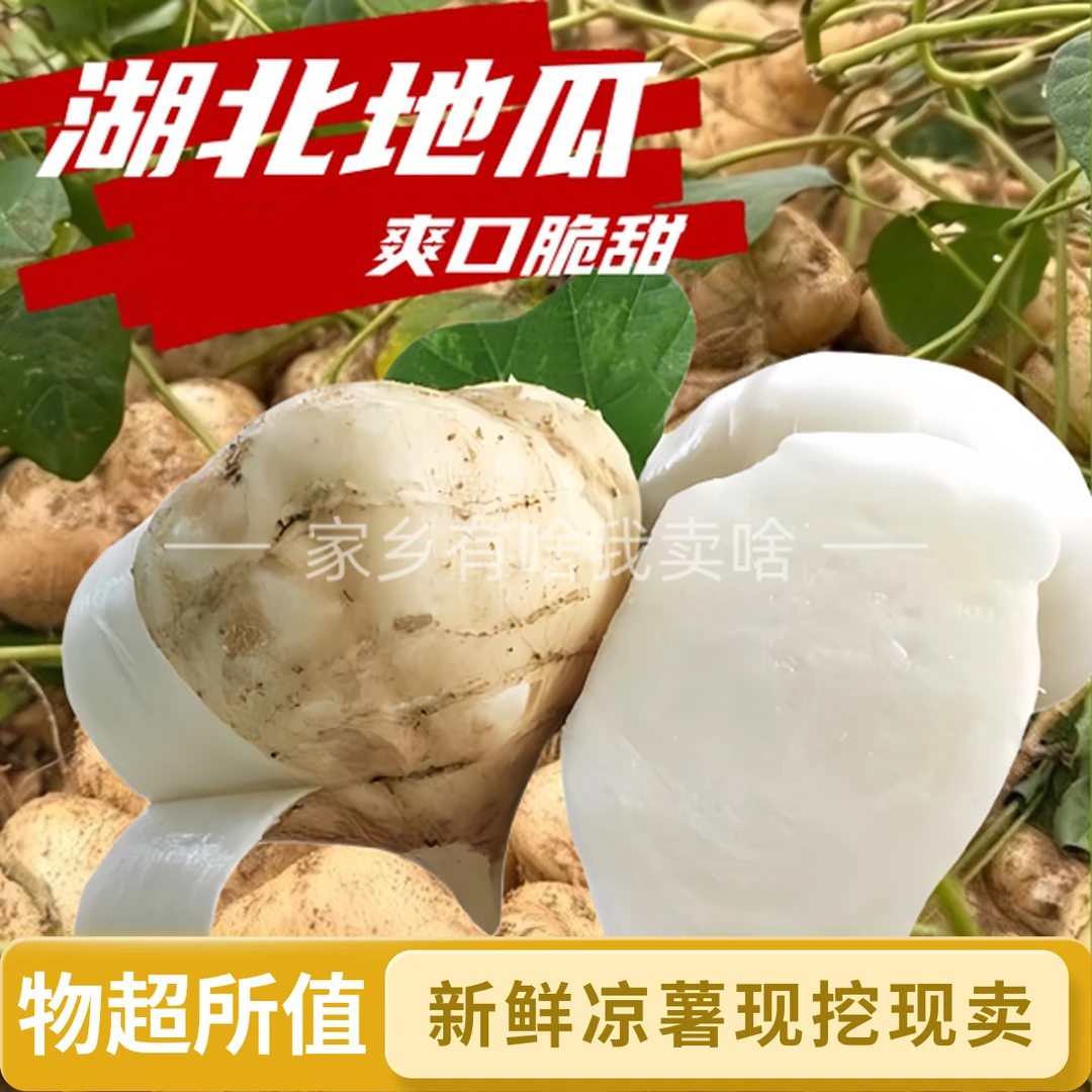 湖北地瓜现挖现发沙土新鲜凉薯沙葛地萝卜脆甜可口包邮到家