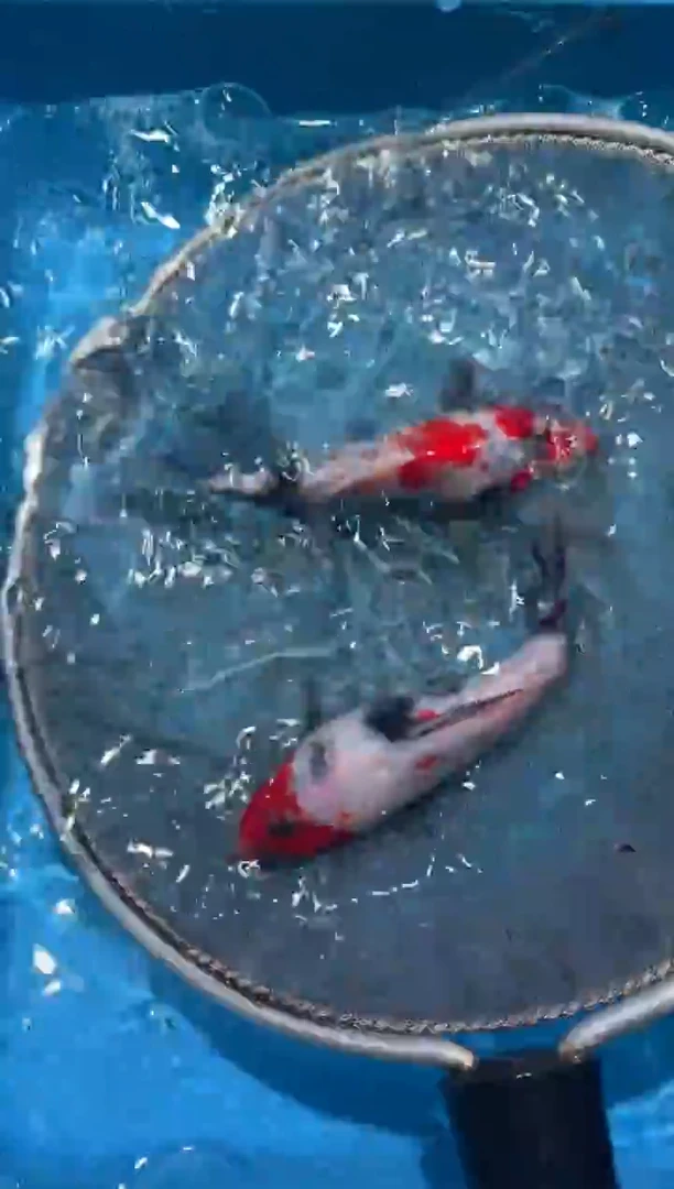 锦鲤点关注右下角竞拍链接出价