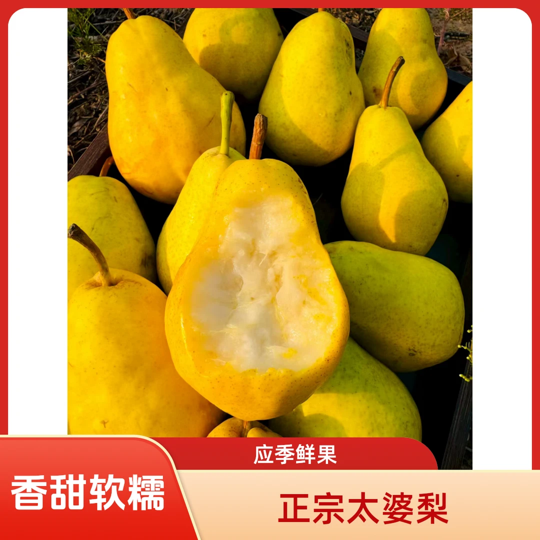 【西北汉子甄选】甘肃老品种香蕉梨新鲜太婆梨香甜多汁现摘现发