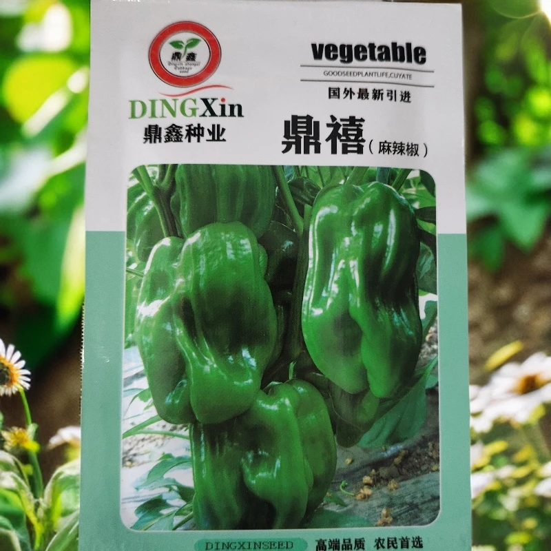 鼎禧麻辣椒种子500粒左右