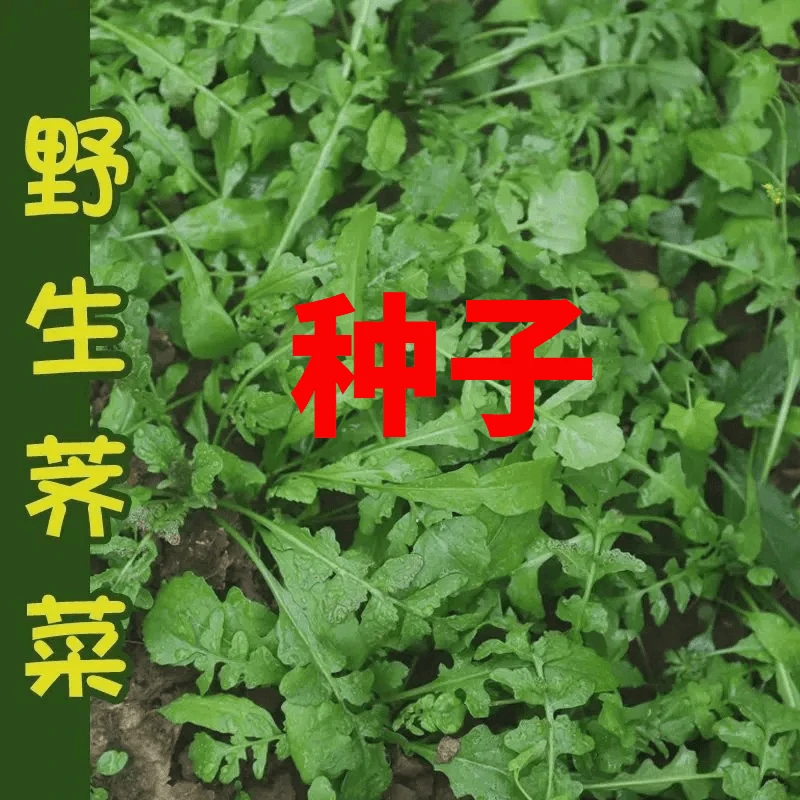 【满5包包邮】荠荠菜种子大叶四季菜籽香蔬菜种籽孑菜种野菜芨芨