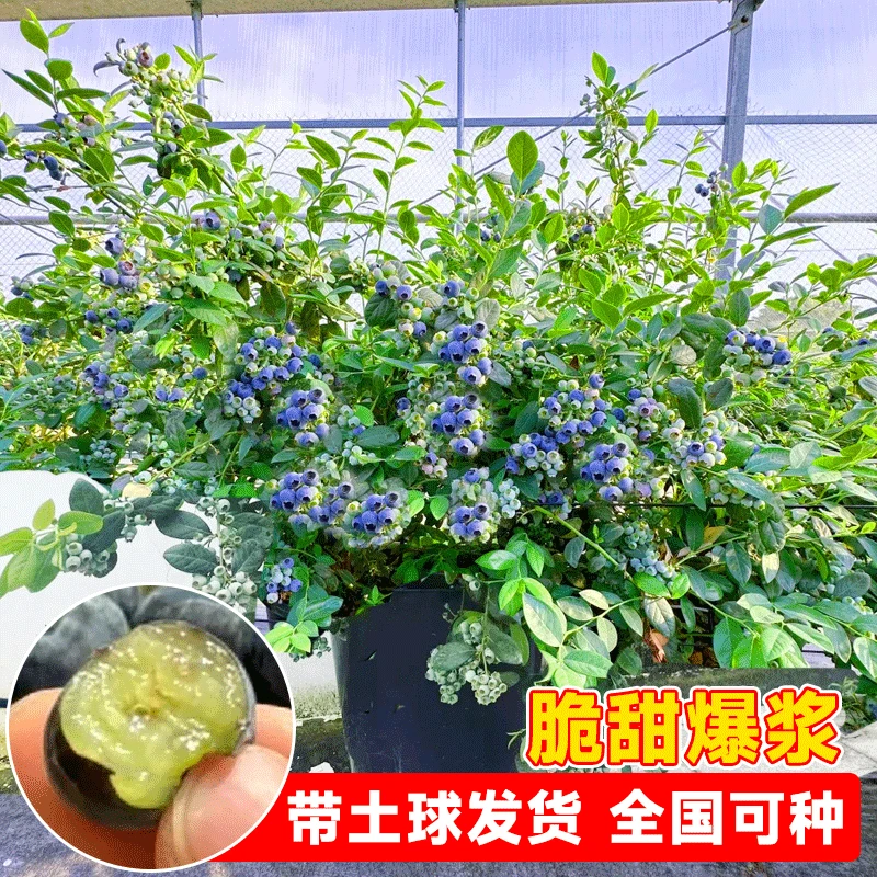 【买一送一】蓝莓苗盆栽果树苗带花苞南北方种植耐寒好养