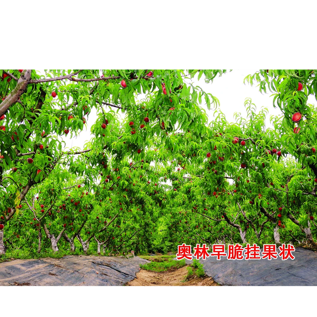 奥林早脆种苗,六安露地5月10日成熟,落叶起苗12月发苗