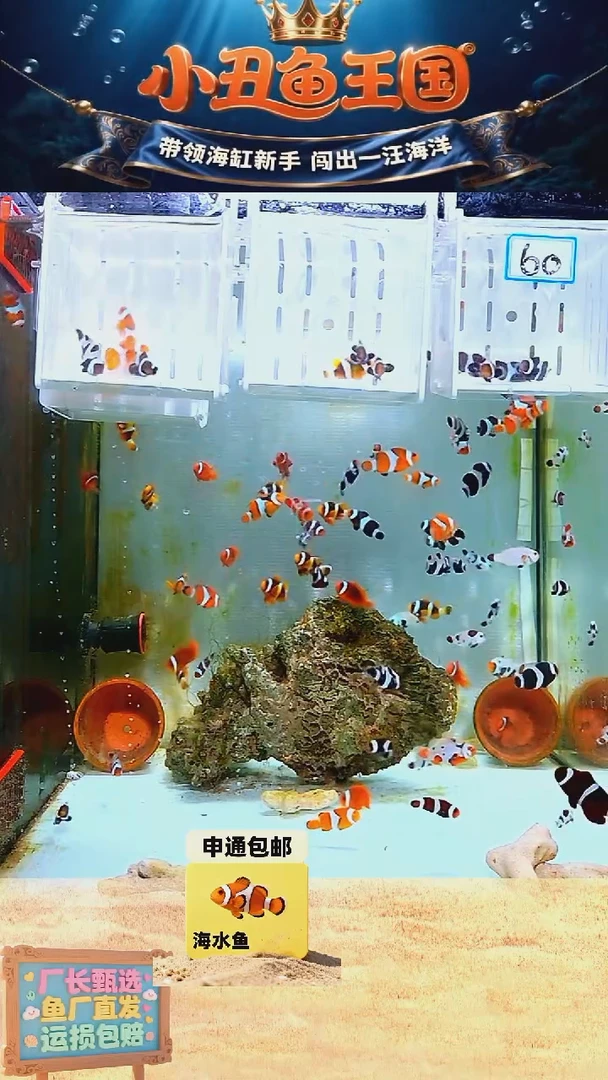 海水鱼3.5-4 全品公子一对