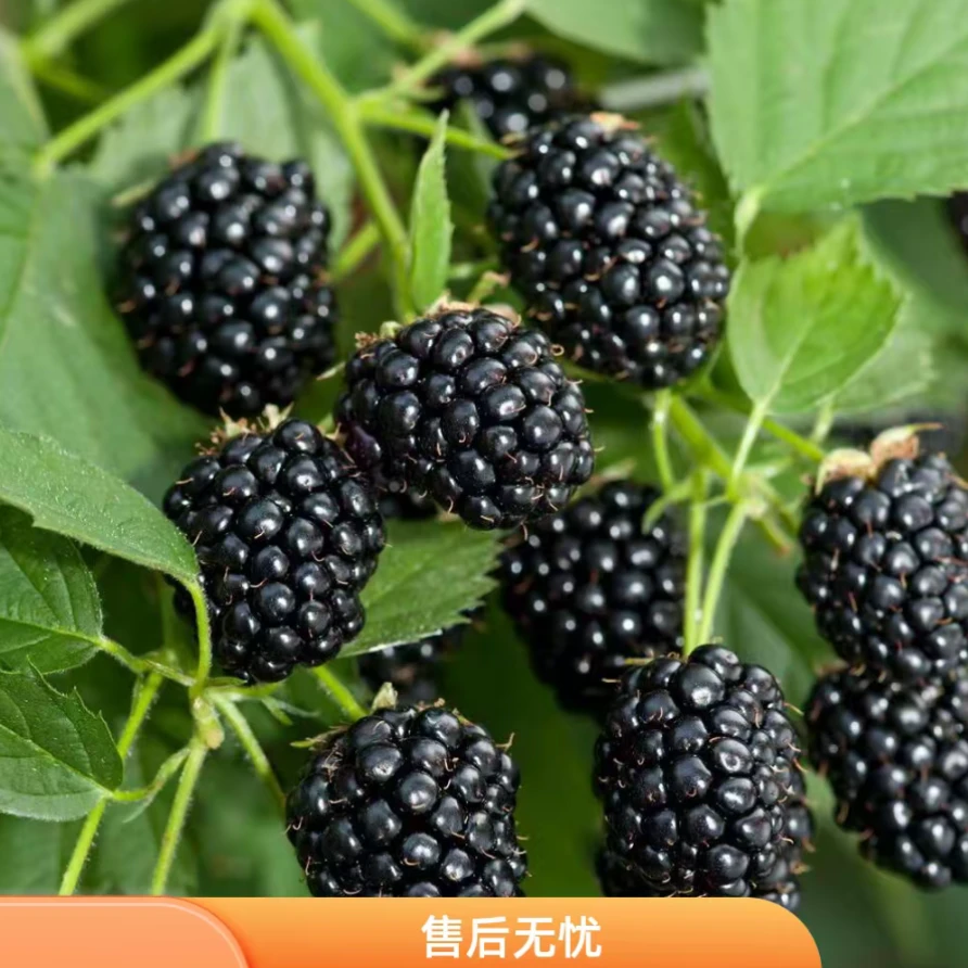 【新鲜黑树莓空运】云南头茬果现摘现发 孕妇水果 酸甜爆汁
