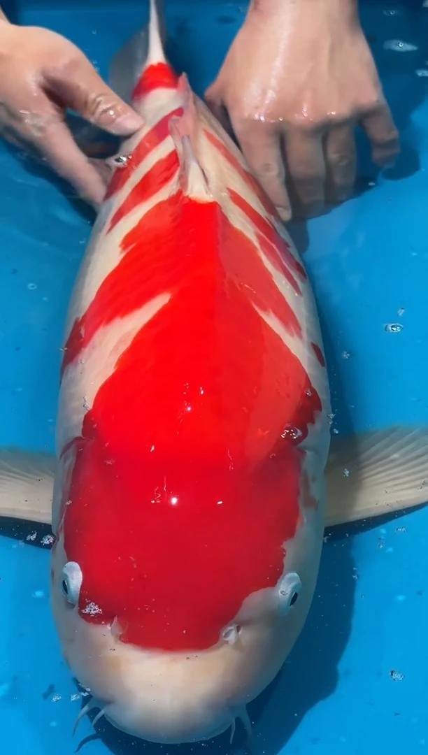 锦鲤佛山金隆锦鲤直播专用闪购链接，不支持7天无理由退货退款