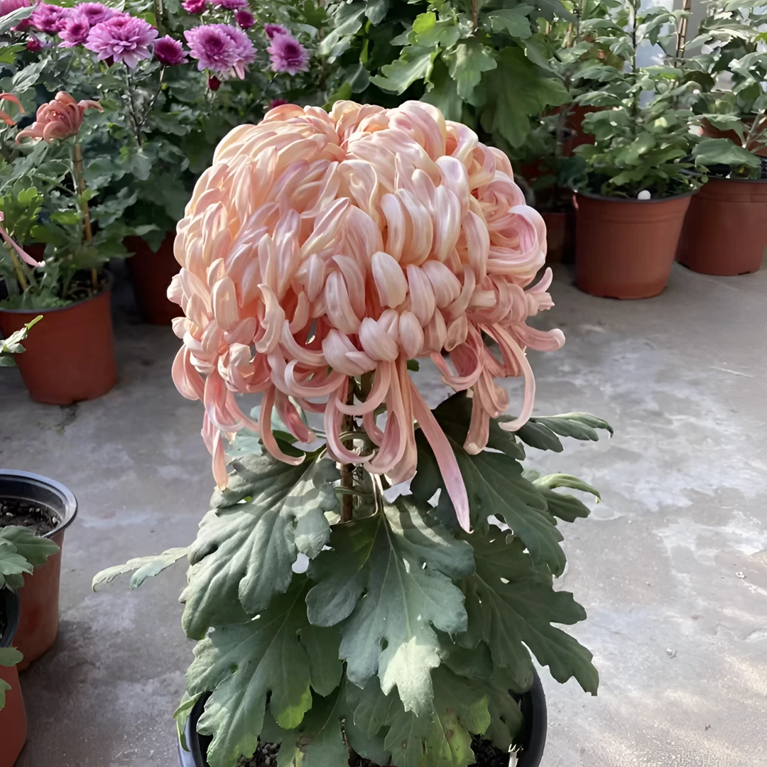 大花【国华金字塔】九月大菊花苗稀有品种花期长耐热耐寒易养活喜阳