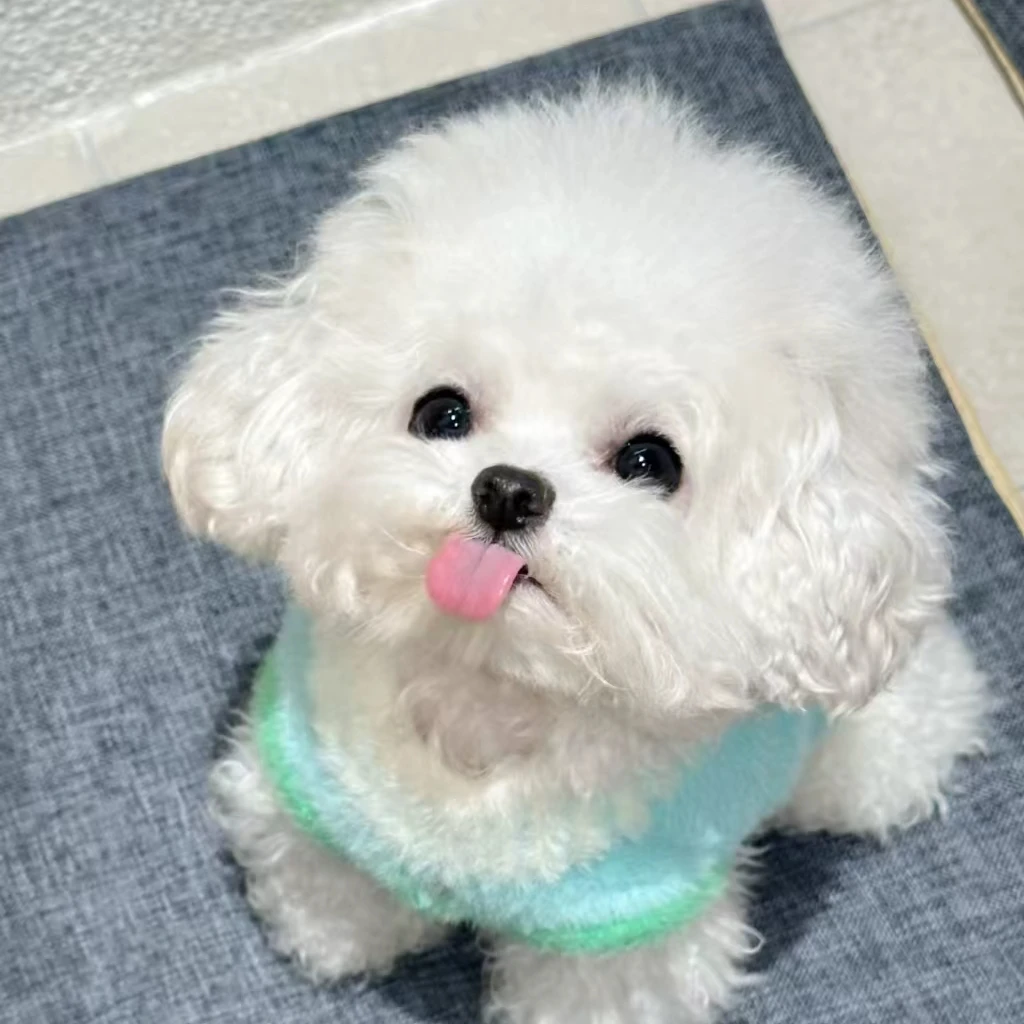 小型犬比熊宠物       TT