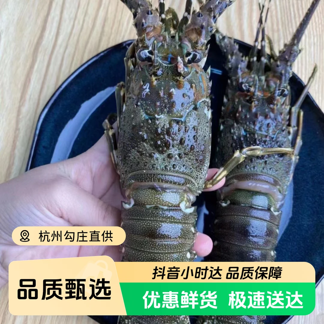 活的小青龙300g ± 50送鲍鱼5只