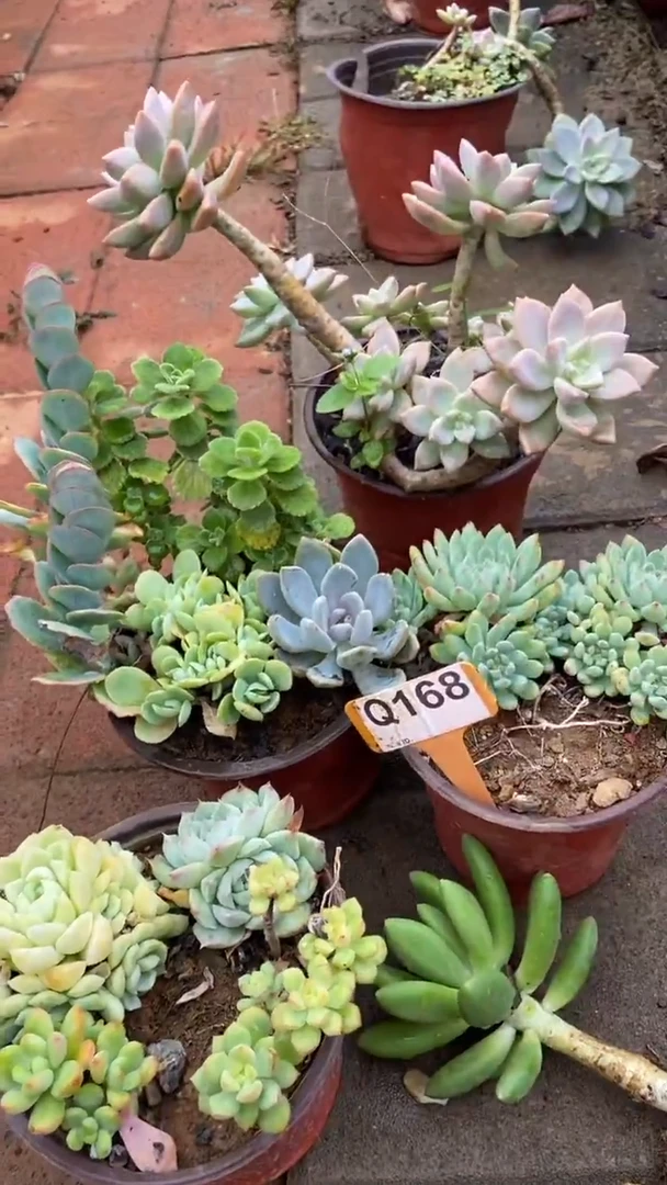Q168多肉组合默认脱土发货