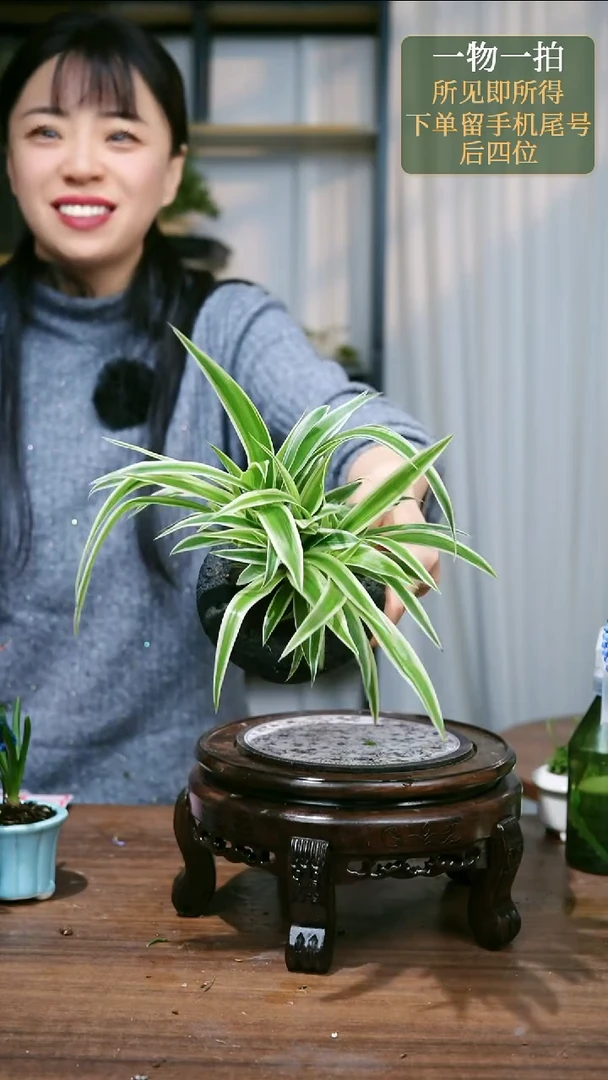 【闪购商品】7--金边吊兰黑随机