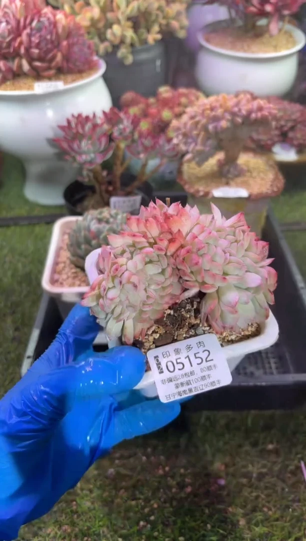 【闪购商品】05152