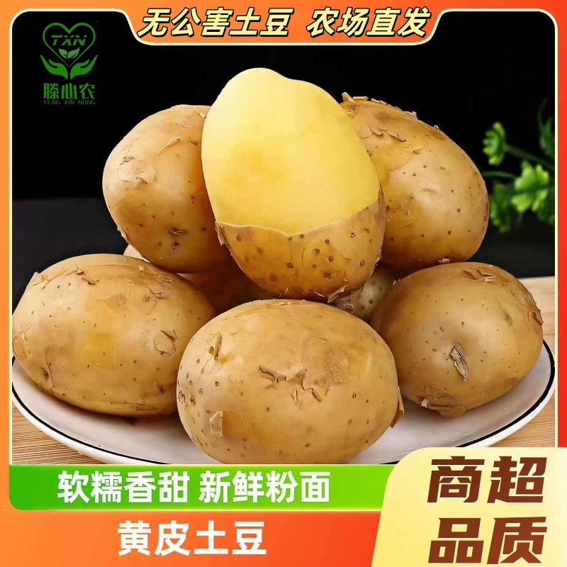 应季现挖无化肥、无农药黄皮黄心土豆沙糯粉面口感好炸薯条炖土豆