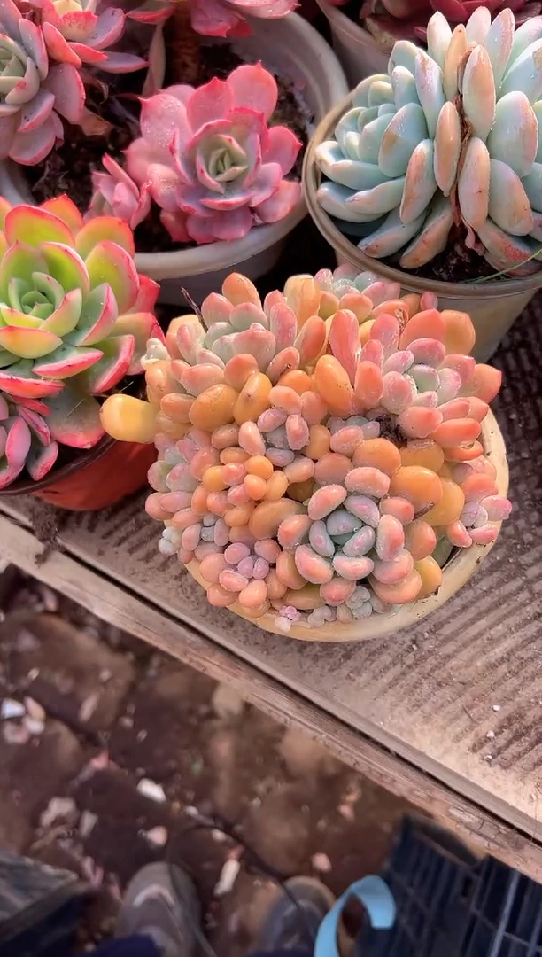 泡*多肉植物一物一拍26220