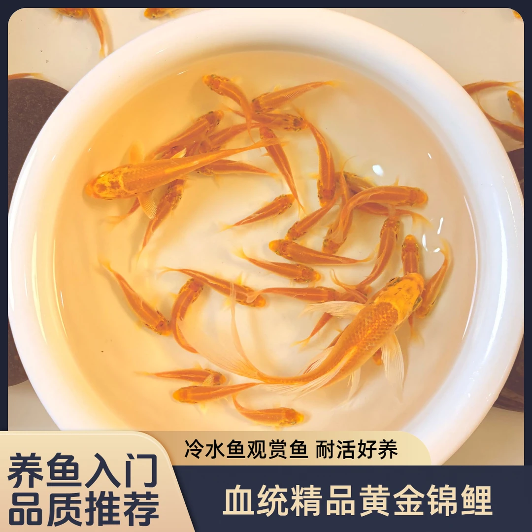 血统精品黄金龙凤锦鲤冷水鱼观赏鱼小金鱼新手养鱼入门款好养好活