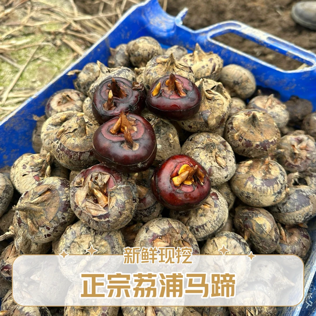 精品广西荔浦马蹄荸荠新鲜现挖包邮5斤大果脆甜化渣多汁现挖现发