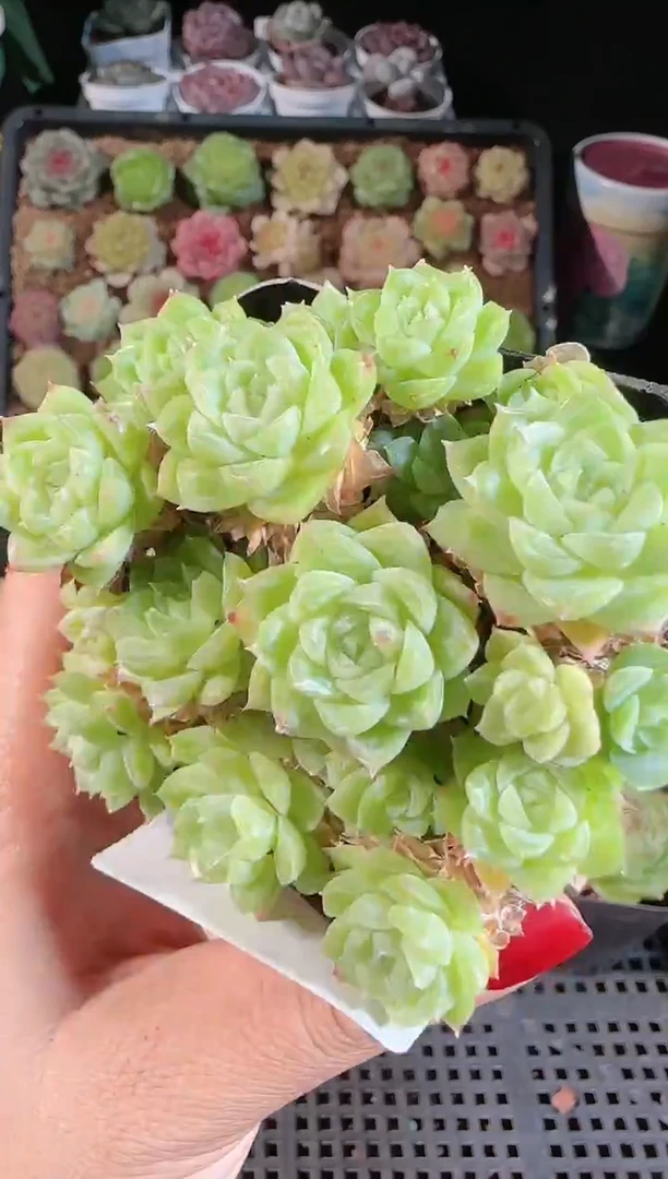 1108-746麦秆群不包整