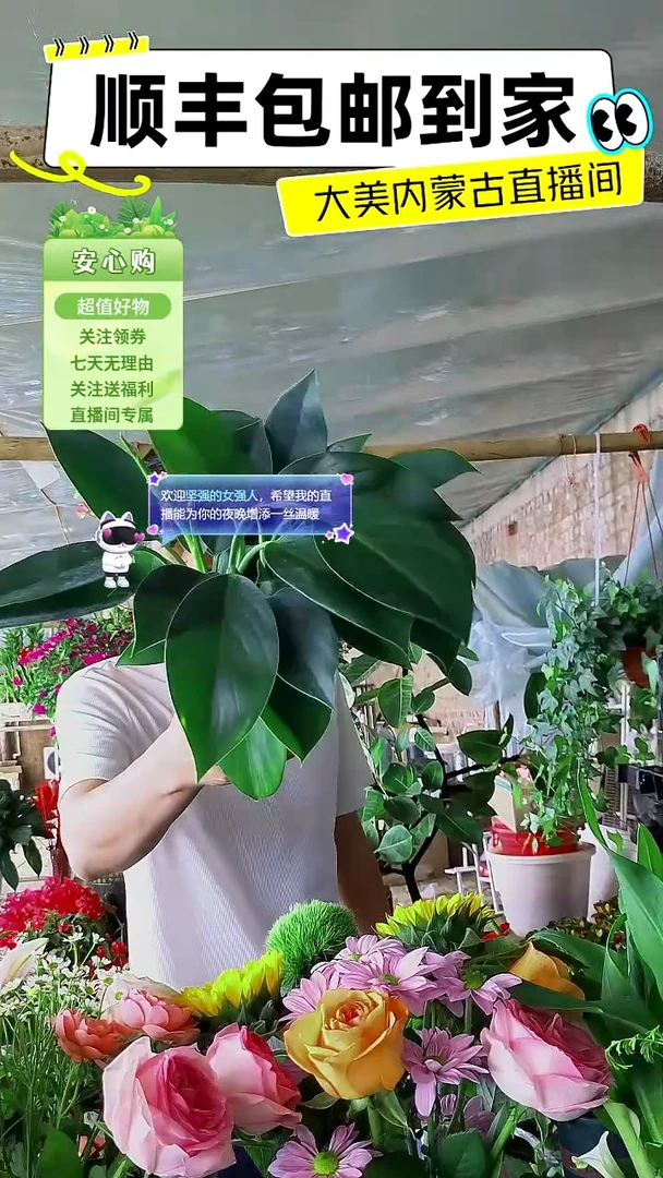 完全开放金钻盆栽