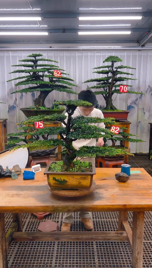 无花朵精品盆景直播间一物一拍