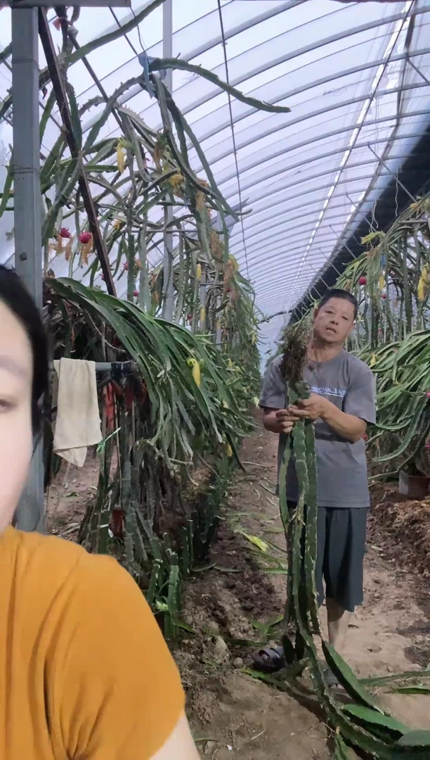 3棵大苗子1.5以下