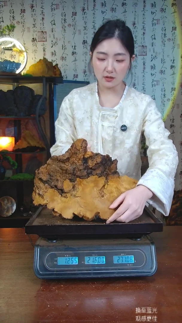 松针层孔菌中国大陆【藏区 野生】松树桑黄（3.65斤）40-50年份