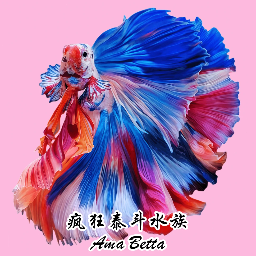 D3(49-72) 泰国精选斗鱼半月斗鱼小型热带观赏鱼(直播间挑鱼)