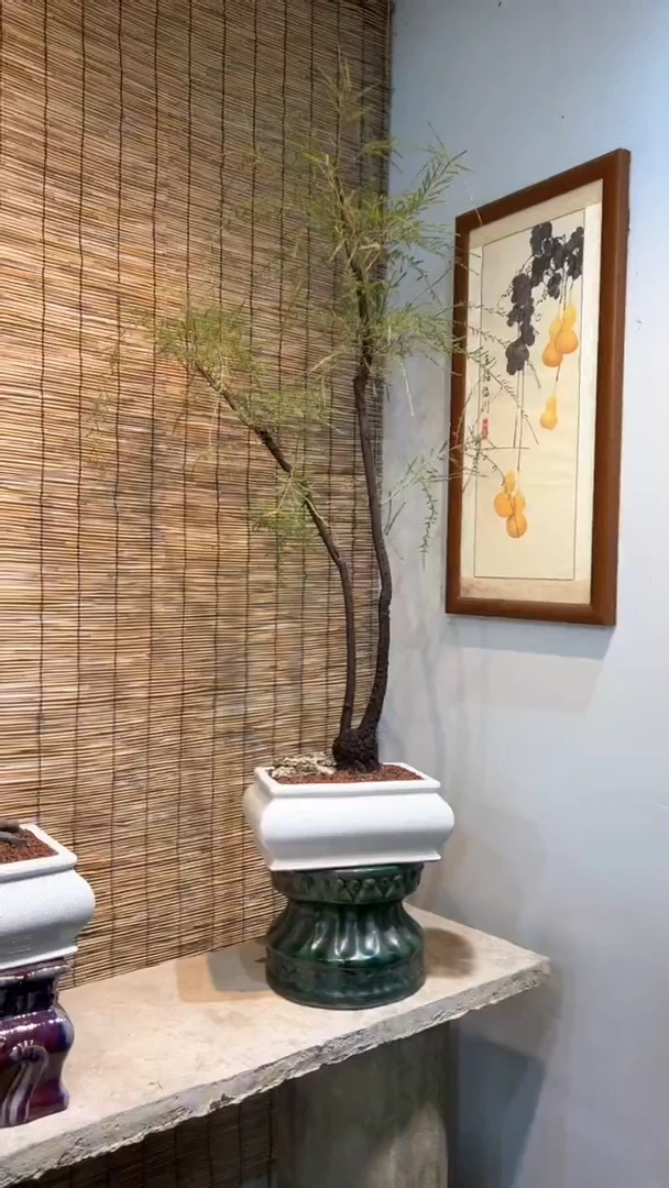 【闪购商品】盆景盆景