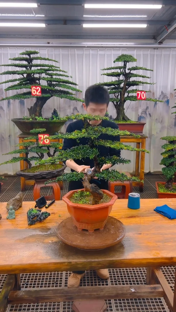 无花朵精品盆景直播间一物一拍