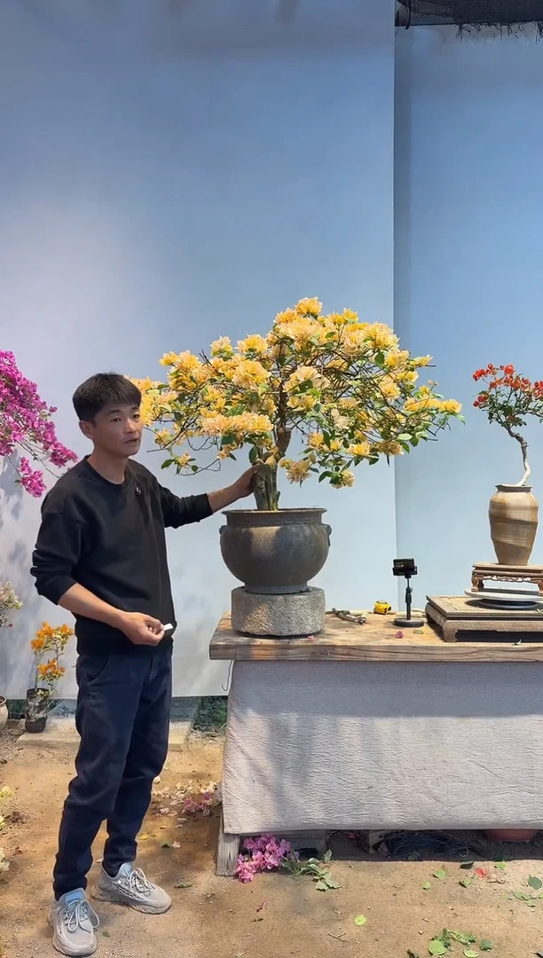 以实际为准三角梅49