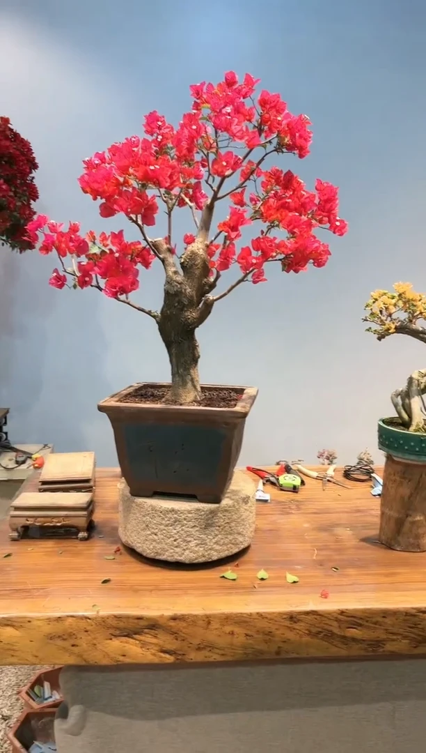 【闪购商品】AA934