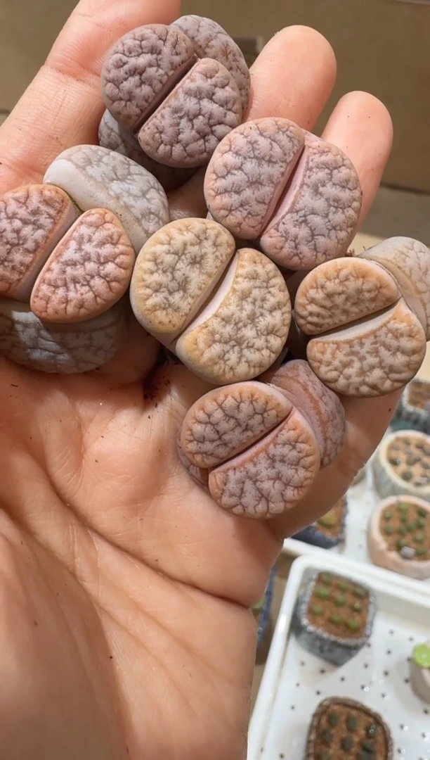 133多肉植物肉锥三文鱼拿铁一颗