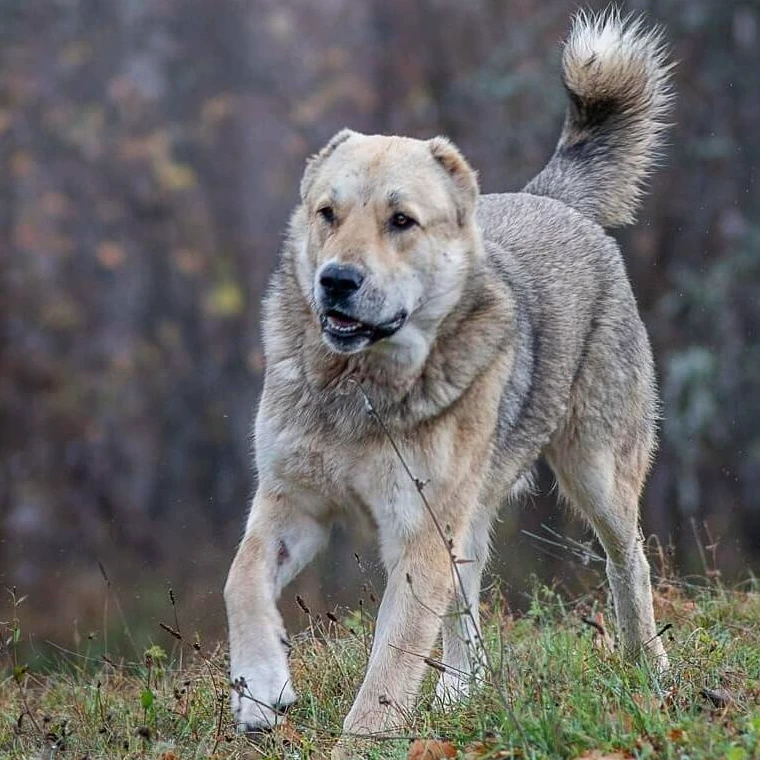砍高犬幼犬看家护院宠物陪伴