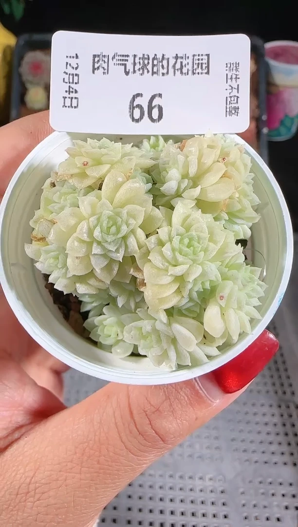 1204-66m1-451量拍任意发一颗多肉群生不包整