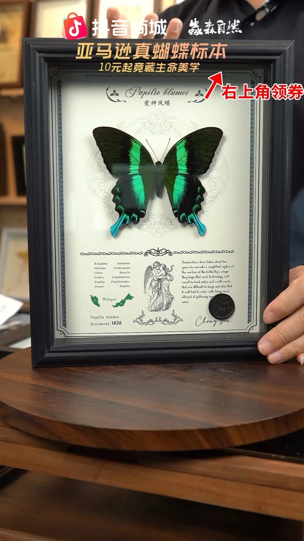 爱神凤蝶重逢艺术款10寸