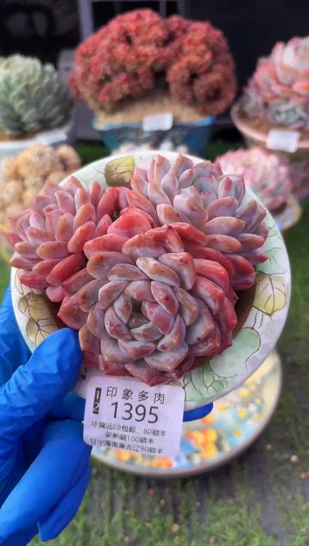 昆明印象多肉1395