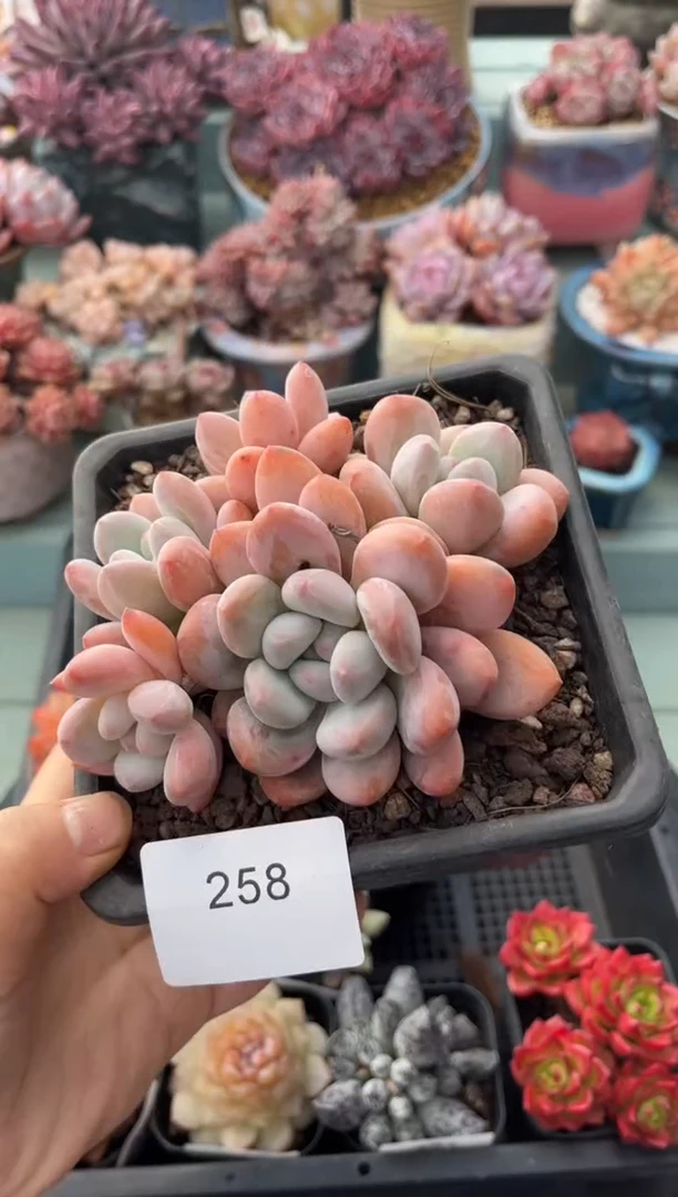 258群生香水多肉