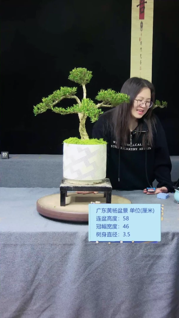 【闪购商品】黄杨盆景黄杨盆景