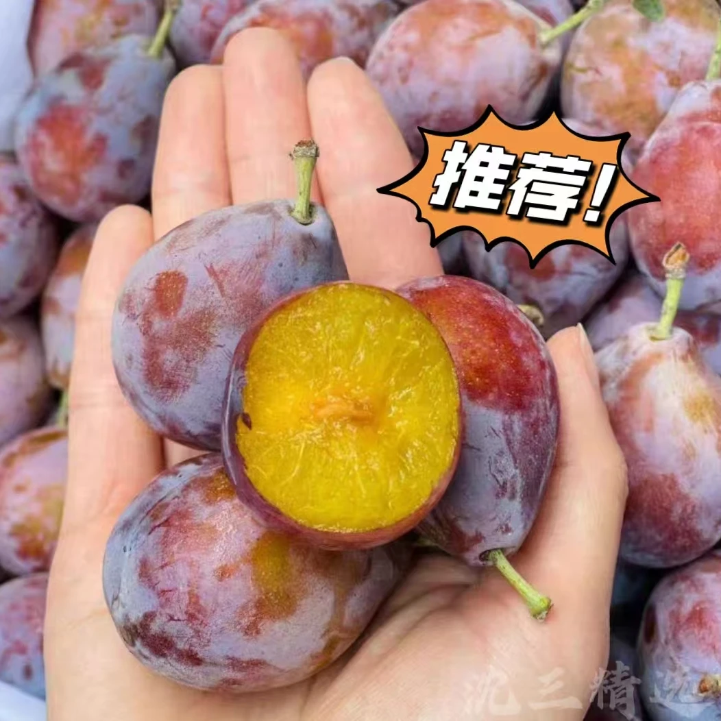 当季必选  新疆伽师 西梅 ~法兰西西梅 净重3.4斤 顺丰包邮