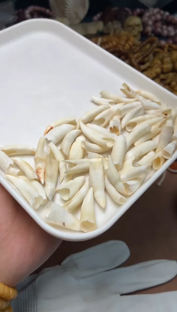鳄鱼牙手串/手链杂件172 鳄鱼牙2个 有棕裂
