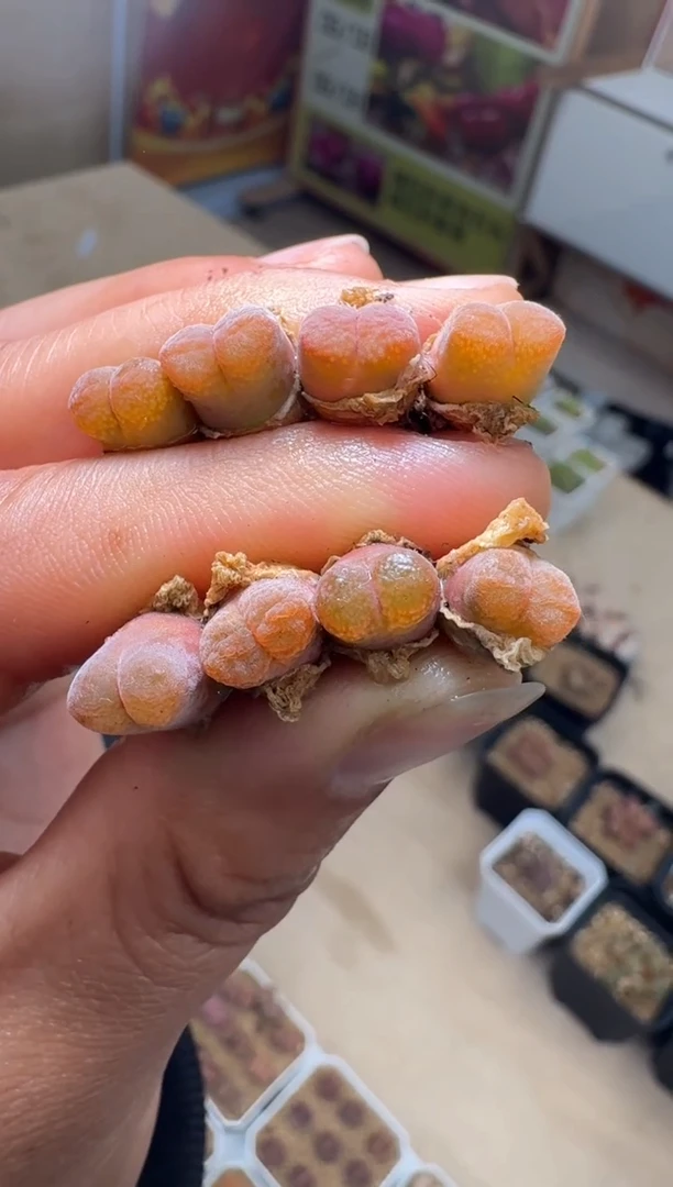 美丽的肉石头10-476韩国粉熊猫一颗