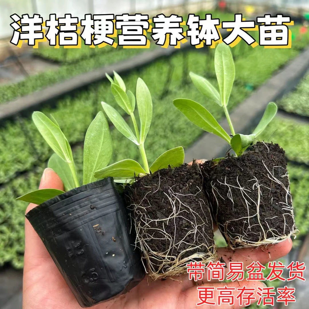 【买3送1】正宗重瓣洋桔梗花苗大花草本多年生花卉洋桔梗老桩苗