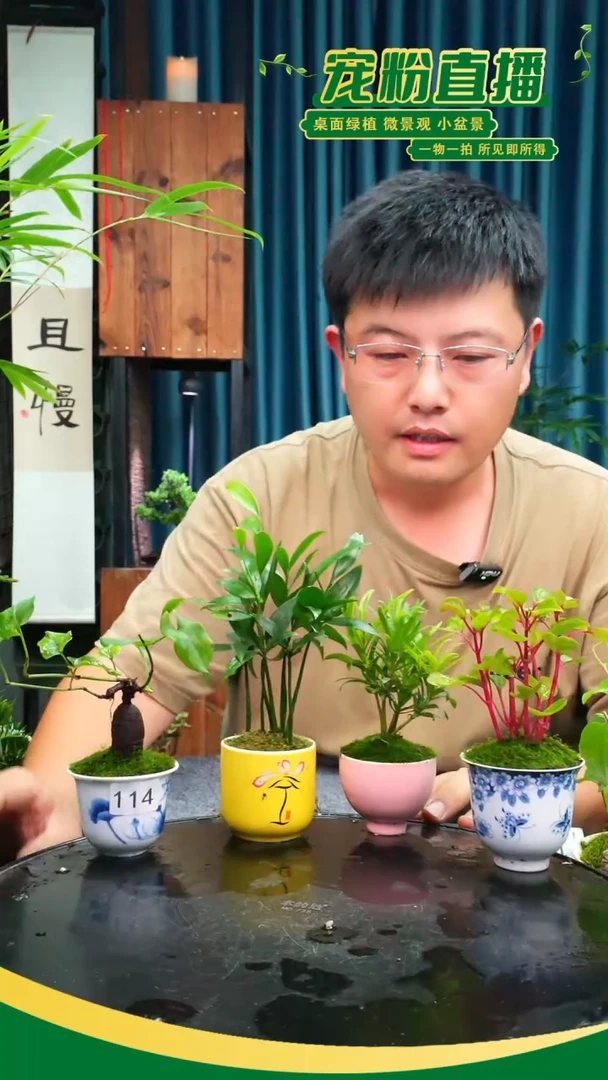 无花朵苔藓微景观114号